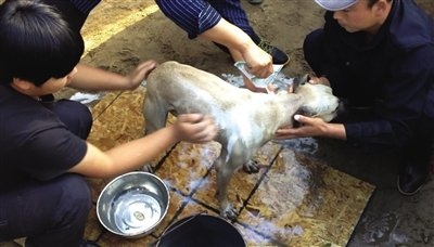 Кровавые бои собак в Пекине