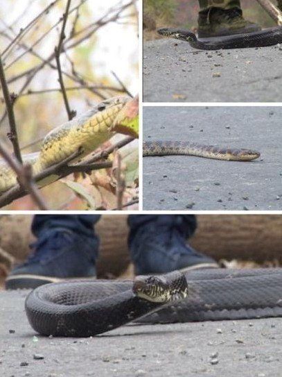 Сотня змей - через дорогу