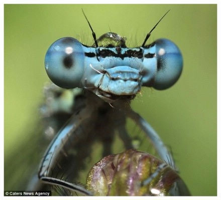 «Ломающий голову» caenagrion