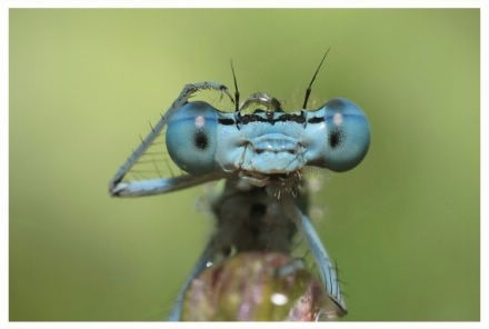 «Ломающий голову» caenagrion