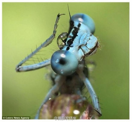 «Ломающий голову» caenagrion