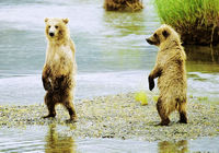 Интересные картины о том, как мать-медведица учит своих детей ловить рыбу