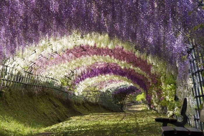 Wisteria Garden в Кюсю Японии 