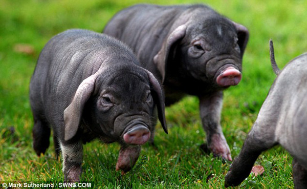 Китайская свинья родила в Англии 8 поросят