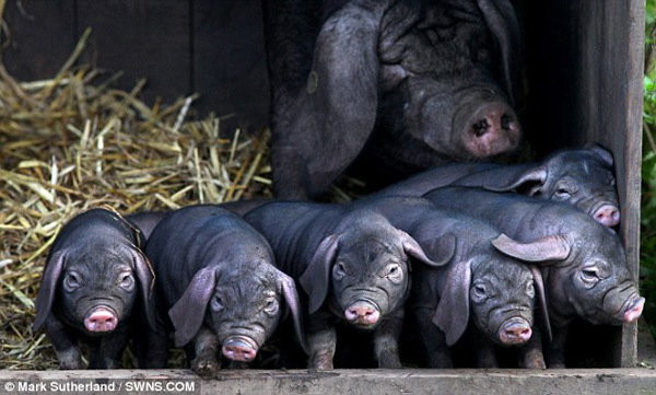 Китайская свинья родила в Англии 8 поросят