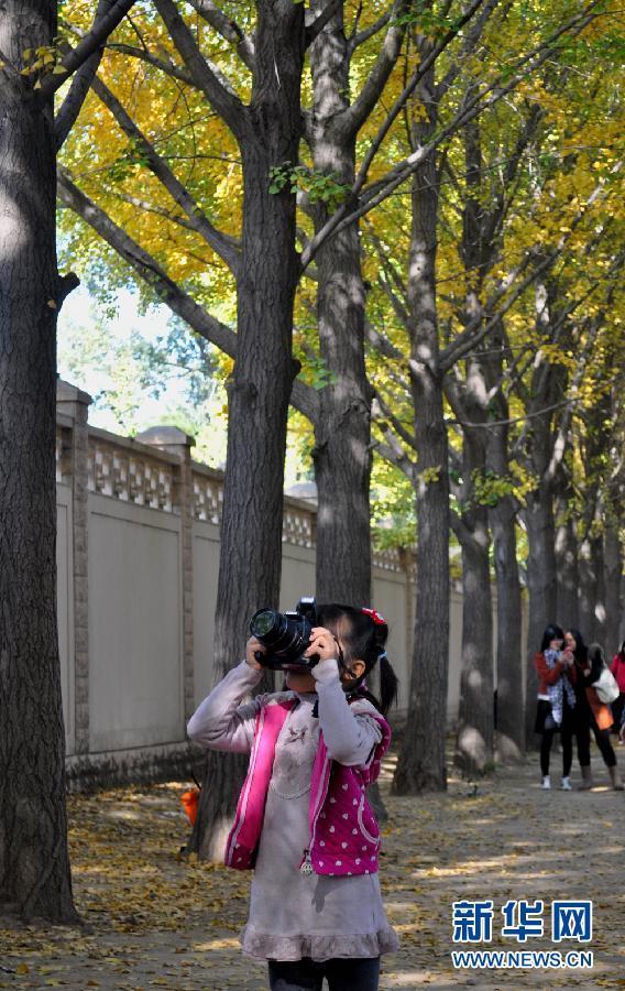 Проспект с деревьями гинкго около резиденции Дяоюйтай