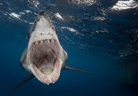Фотограф с близкого расстояния снимает акулу