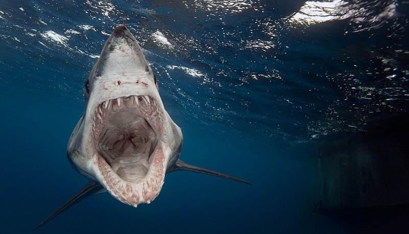 Фотограф с близкого расстояния снимает акулу