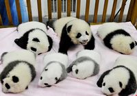 Коллективное представление новорожденных больших панд в Чэнду