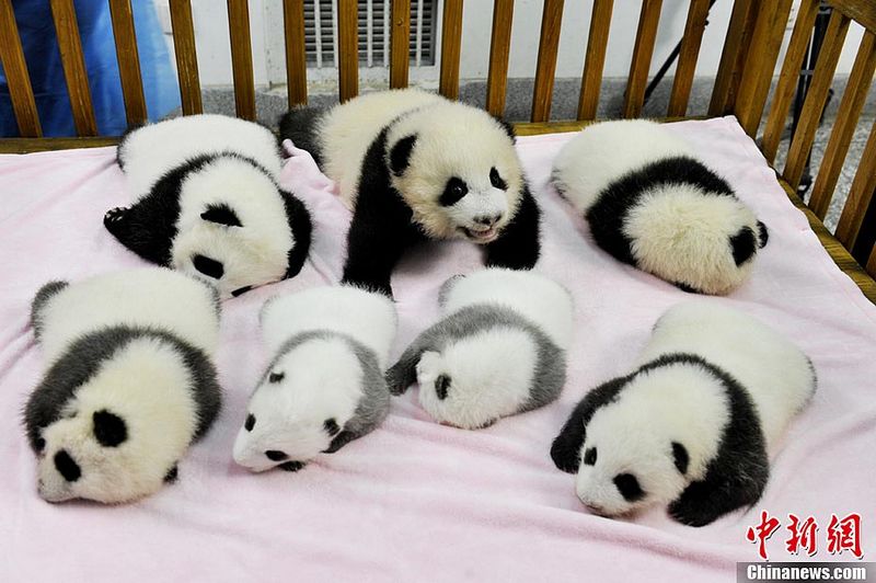 Коллективное представление новорожденных больших панд в Чэнду