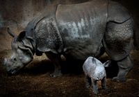 Счастливая жизнь маленького носорога