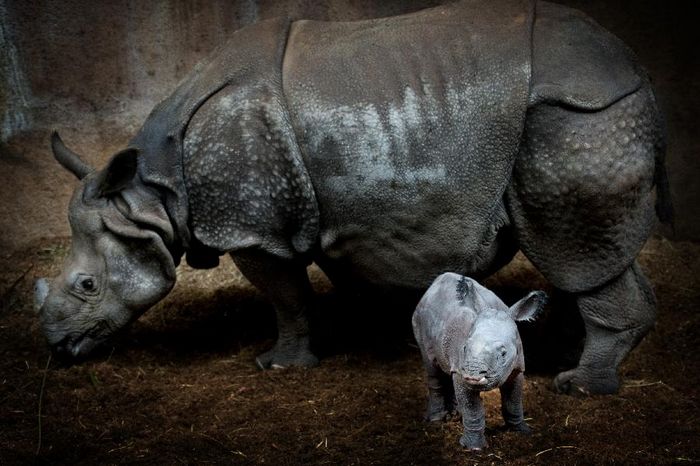 Счастливая жизнь маленького носорога