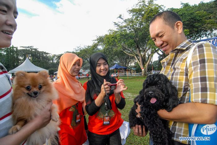 В Куала-Лумпуре проходит 'Собачий марафон'