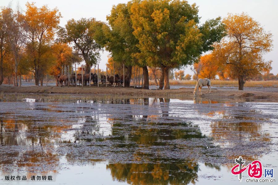 Красивые осенние пейзажи в уйгурской деревне СУАР