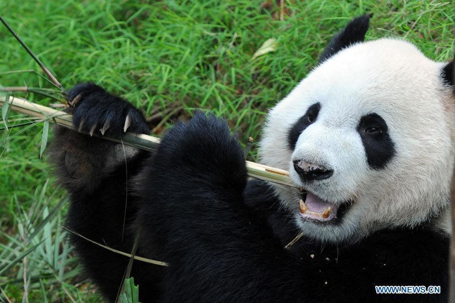 Китайские панды Кайкай и Цзяцзя готовятся переехать в Парк дикой природы River Safari /Сингапур/
