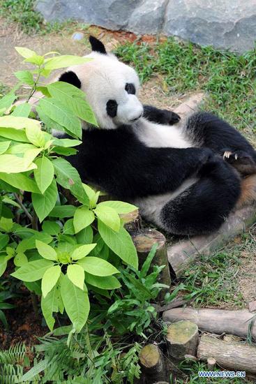 Китайские панды Кайкай и Цзяцзя готовятся переехать в Парк дикой природы River Safari /Сингапур/