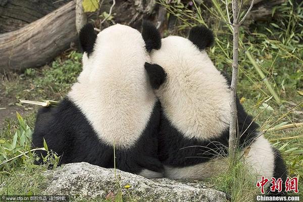 Большая панда «Фуху» вернулся в Китай с Австрии