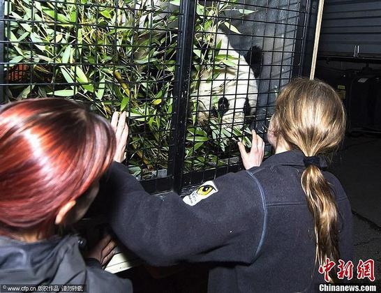 Большая панда «Фуху» вернулся в Китай с Австрии