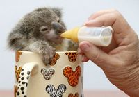 Милая коала питается молоком