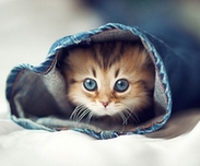 Австралия: Симпатичная кошка пользуется большой популярностью в Интернете4