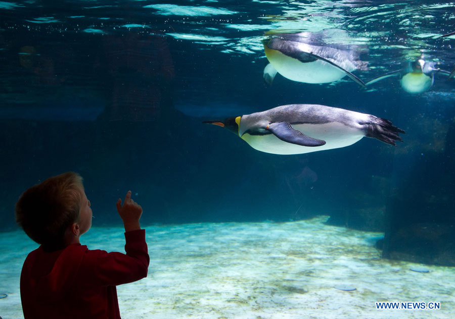 Мельбурнский океанариум показал посетителям молодых пингвинов