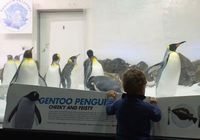 Мельбурнский океанариум показал посетителям молодых пингвинов