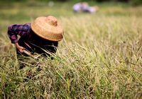 В Санье продолжается сбор позднего риса