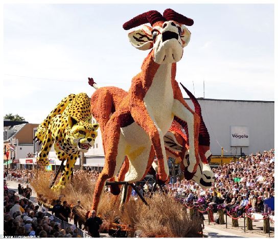 Нидерланды: Ежегодное мероприятие Bloemencorso Zundert - крупнейший цветочный парад в мире6