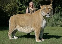 Тигры в США: 183 сантиметра и 800 грамм