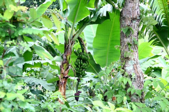 Африканская кухня: повсюду видны бананы