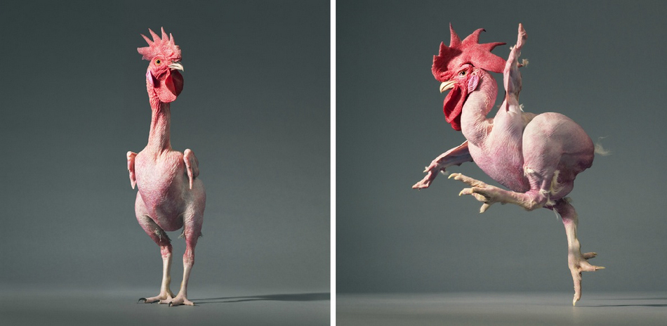 «Больше чем люди»: портреты животных фотографа Тима Флака1