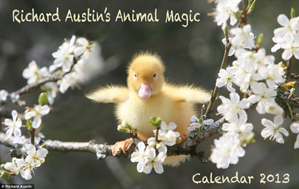 Календарь 2013 «Очарование животных» от фотографа Ричарда Остина6