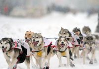 Фотоальбом: гонка на собачьих упряжках «Айдитарод» на Аляске