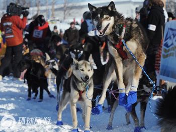 Фотоальбом: гонка на собачьих упряжках «Айдитарод» на Аляске10