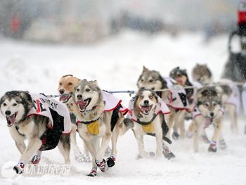 Фотоальбом: гонка на собачьих упряжках «Айдитарод» на Аляске2