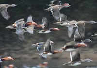 В уезде Уюань прилагают усилия для охраны окружающей среды и защиты диких птиц 