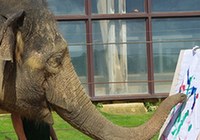 Великобритания: Азиатский слон рисует и собирает деньги на благотворительность6