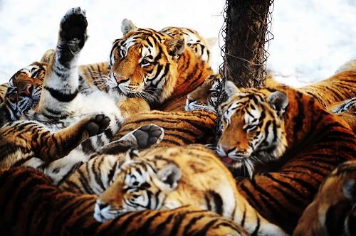 С начала этого года в Парке по разведению маньчжурских тигров в пров. Хэйлунцзян на свет появился еще 91 тигренок1