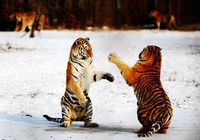 С начала этого года в Парке по разведению маньчжурских тигров в пров. Хэйлунцзян на свет появился еще 91 тигренок