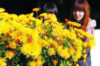 Лучшие места в Пекине, где можно любоваться цветением хризантем зимой