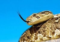20 самых опасных змей в мире