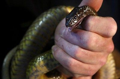 20 самых опасных змей в мире