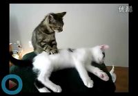 Котенок делает массаж – популярное видео в сети