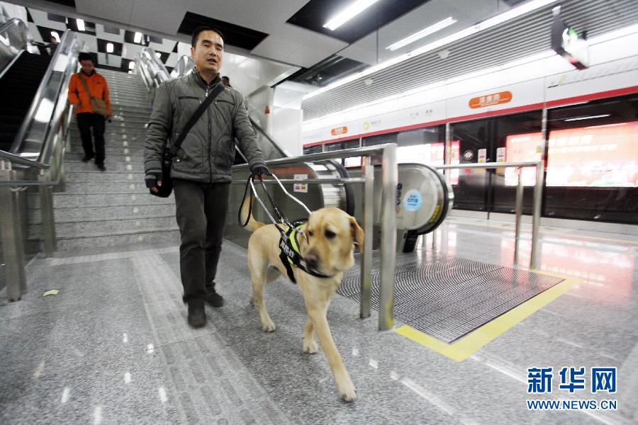 Первая собака-поводырь вошла с хозяином в метро Ханчжоу
