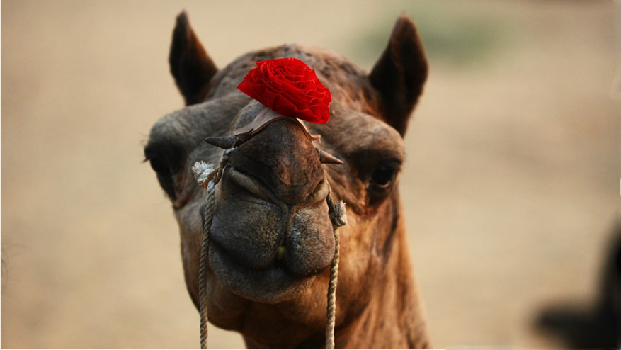 Едем в Индию: Крупнейшая в мире ярмарка верблюдов1