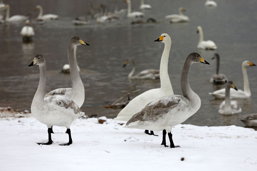 Лебеди на снегу