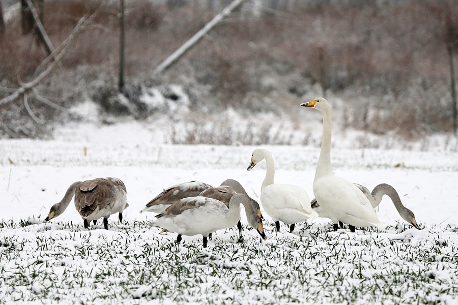 Лебеди на снегу