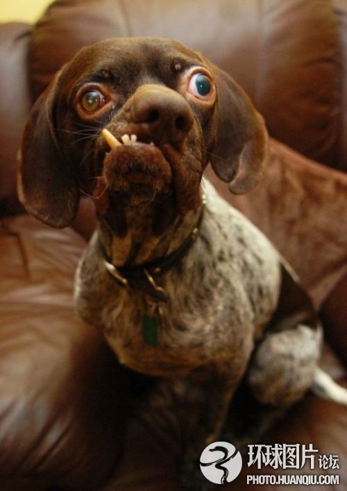 Они симпатичные?