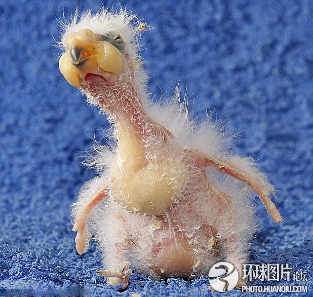 Они симпатичные?