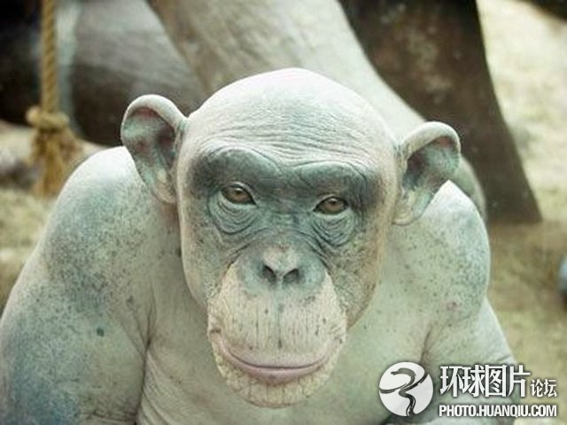 Они симпатичные?